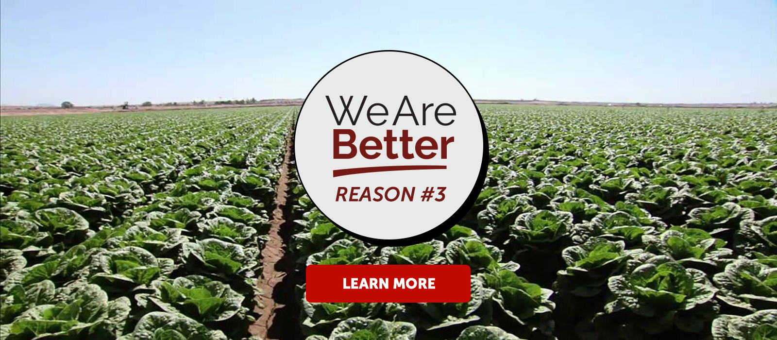 Reasons Why We Are Better